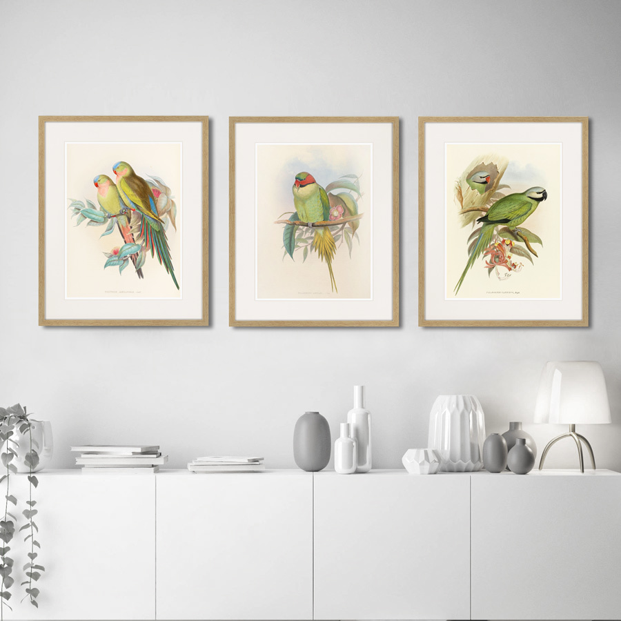 Картина в раме 52х42 см Bonaparte's Parakeet, 1850г. КАРТИНЫ В КВАРТИРУ  264531 Зеленый;серый;разноцветный  - Вид №2