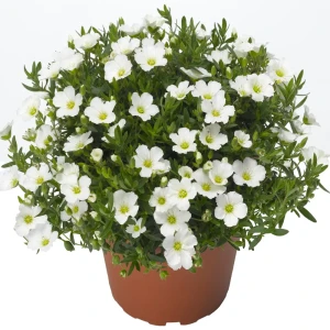 Аренария песчанка ø12 h25 см 83248184 STLM-2030803