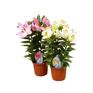 Лилия микс 13x40 см 82565140 STLM-2080722
