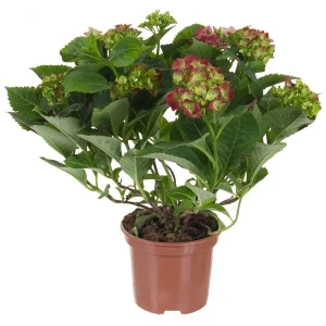 Гортензия микс 14x35 см 15627691 STLM-2163813
