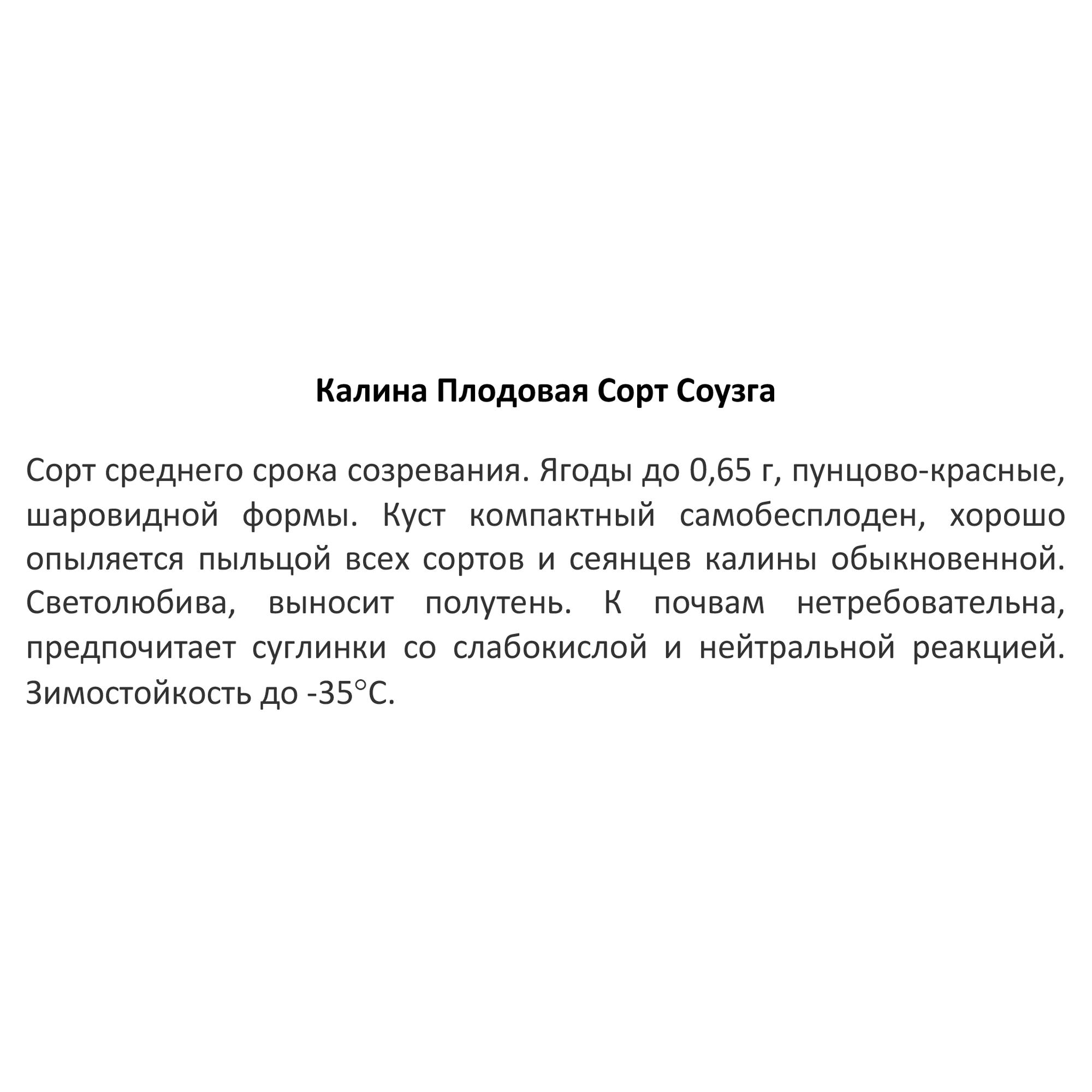 Калина Соузга Santreyd - плодовый кустарник с целебными ягодами 85607981 STLM-0064584 - Вид №3