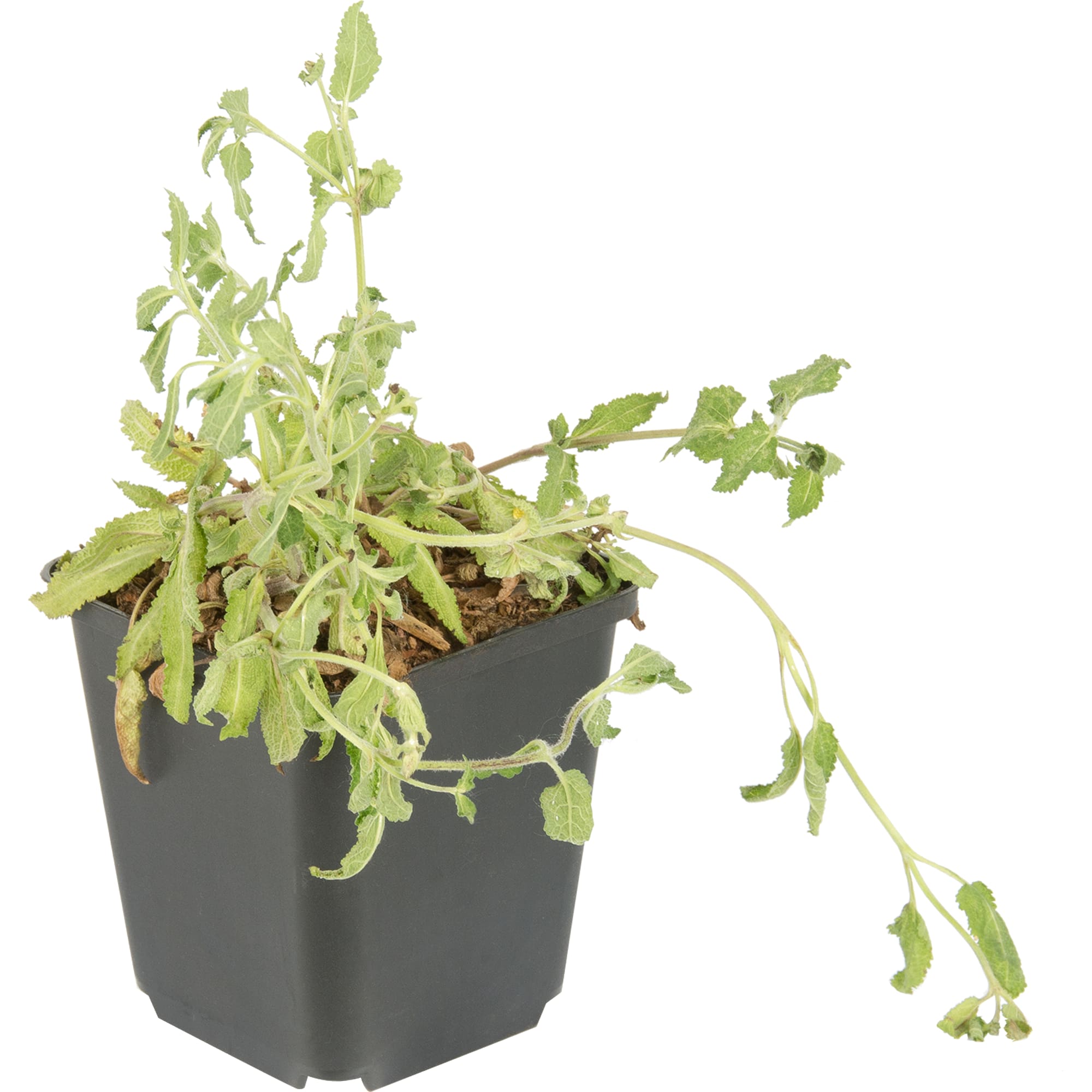 82176206 Шалфей дубравный «Маркус» P9 Santreyd 