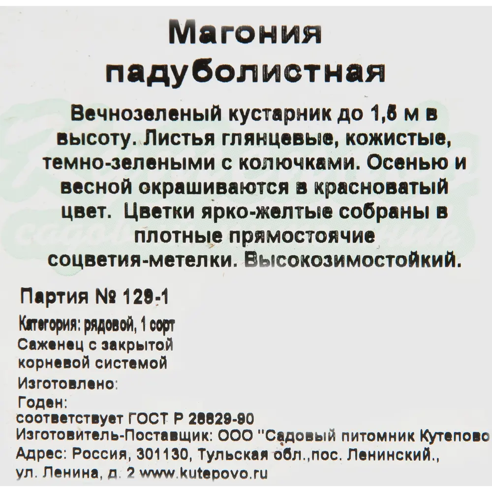Магония падуболистная 15x20 см 82594924 STLM-2149338 Santreyd  - Вид №1