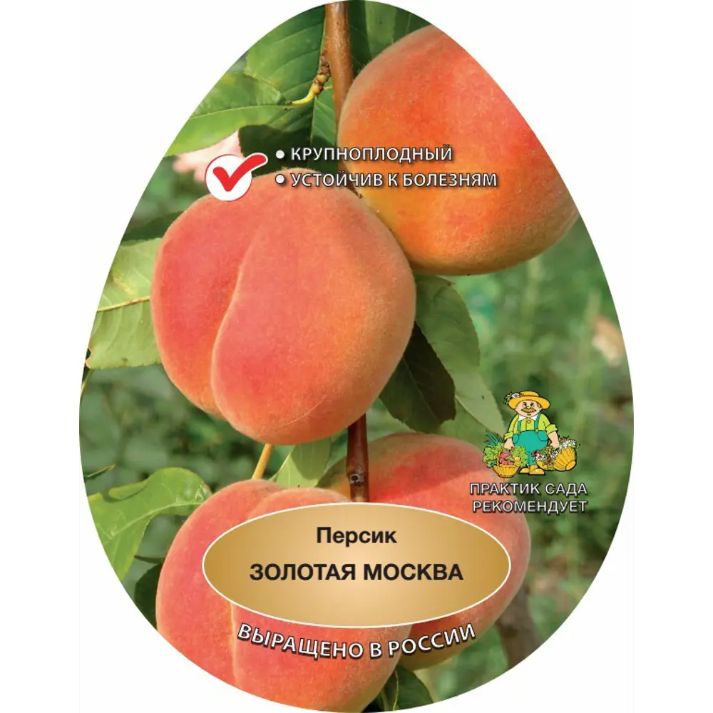 Персик золотая Москва h220 см 83788010 STLM-2009325 Santreyd 