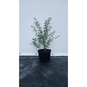 Спирея Вангутта ø19 см h40-60 см 85087661 STLM-2175540