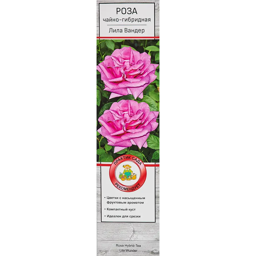 Розы чайно-гибридные «Лилла Вондер» 18347897 STLM-2163532 Santreyd 