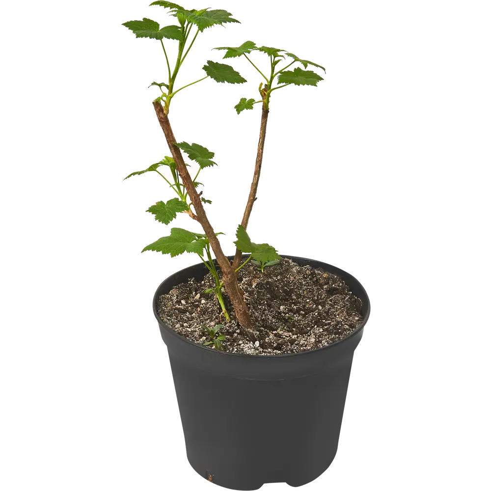Смородина черная Багира ø15 h30 см 84406549 STLM-2154263 PLANTMARKET  - Вид №2