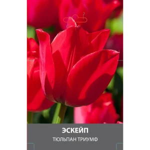 Тюльпан Триумф Эскейп луковицы 10/11 89432982 STLM-2065981