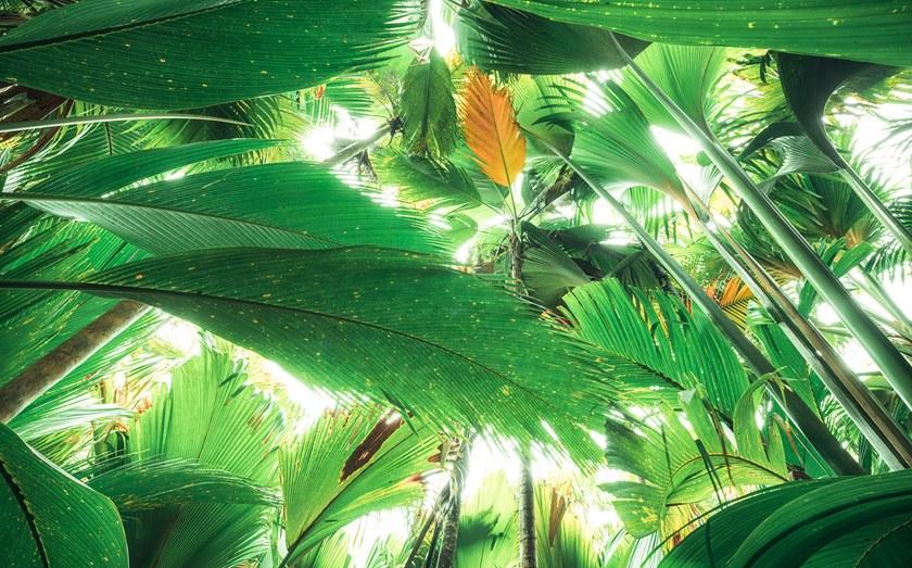 Komar Тропические обои на флизелине Wanderlust Shx9-024 - Вид №1