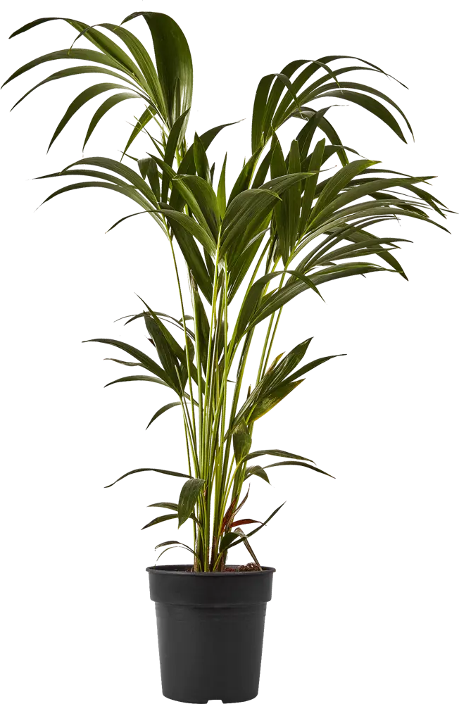 Santreyd Дипсис Декари - пальма с треугольной кроной для интерьера 87819621