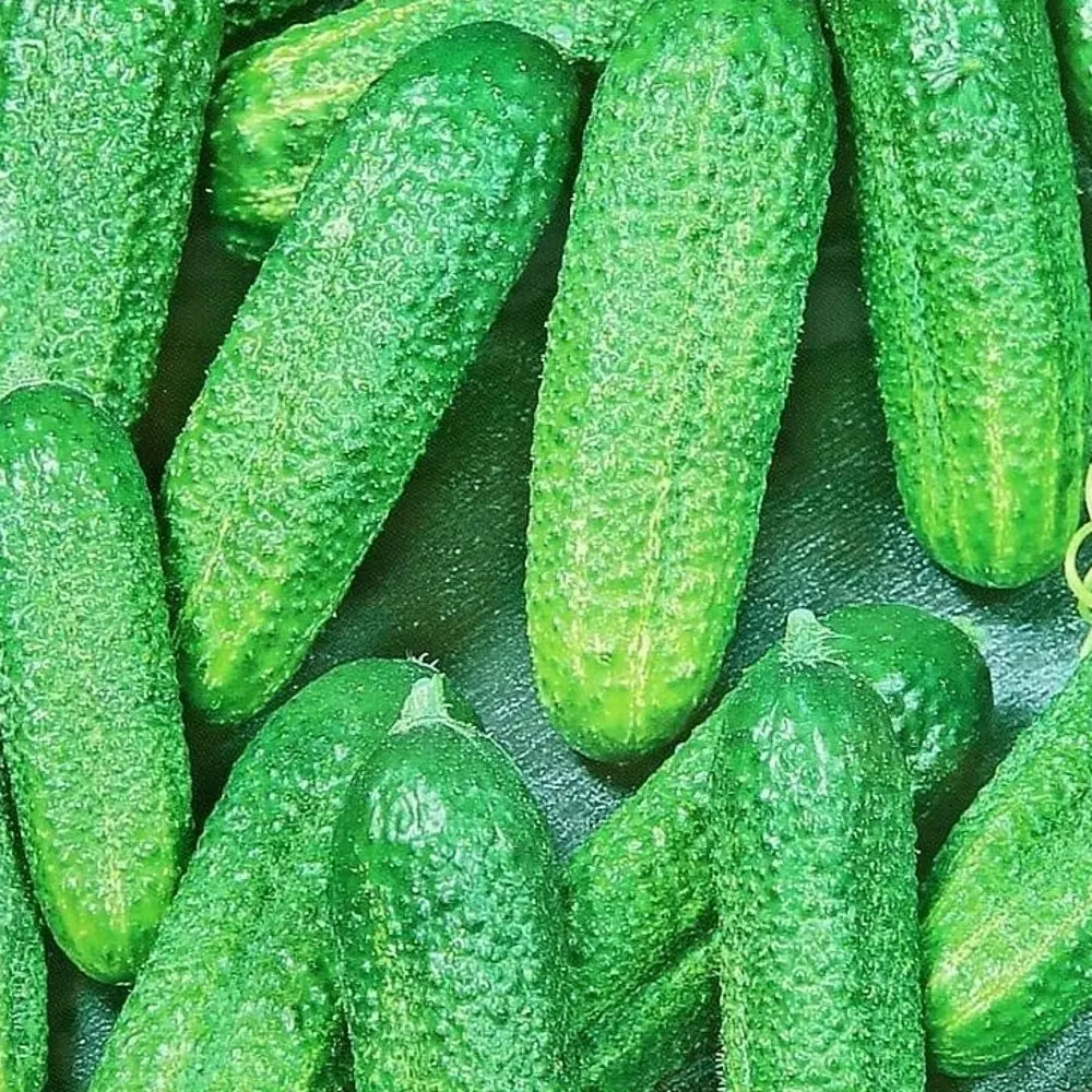 Семена огурца Изящный от AGRONI - ранний урожайный сорт 17251041