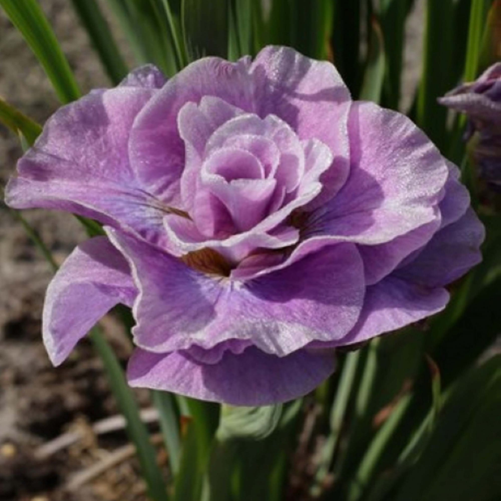 81954817 Ирис сибирский С1 «Пинк» Santreyd  - Вид №2