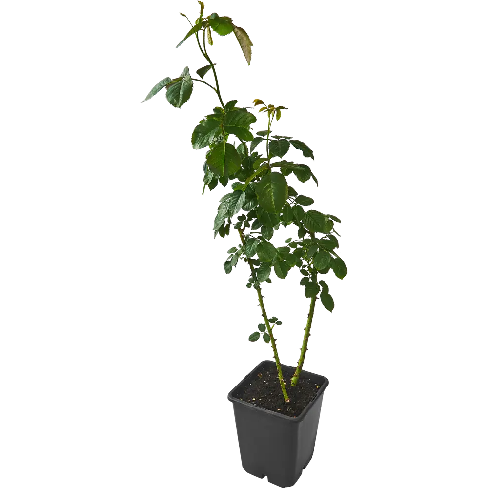 Santreyd Роза многолетняя для горшков и цветочных ящиков 83247721 STLM-0039906 - Вид №1