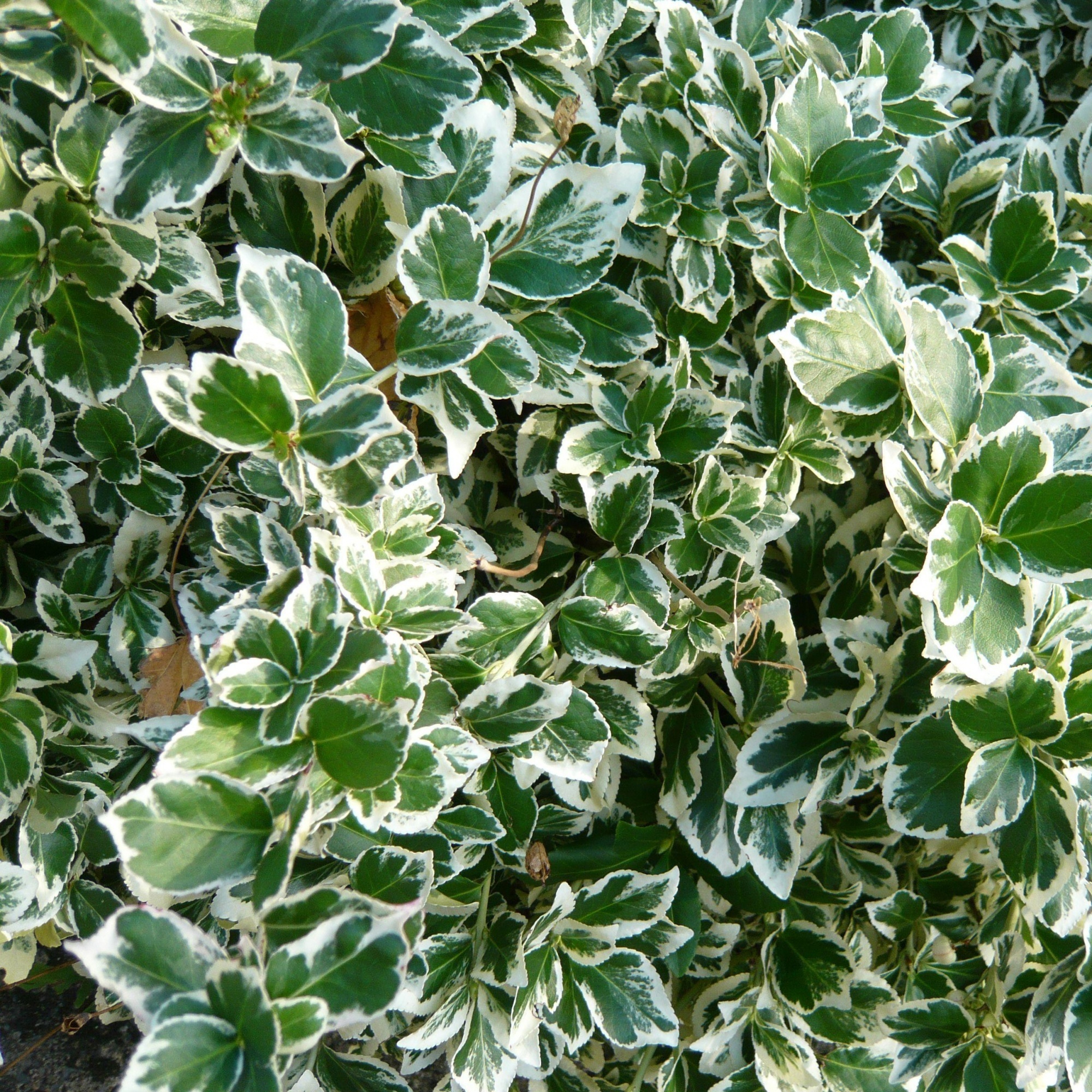 Бересклет Форчуна Эмералд Гайети Santreyd - почвопокровный кустарник с декоративной листвой 85325347 STLM-0061582 - Вид №1