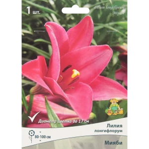 Лилия лонгифлорум Мияби