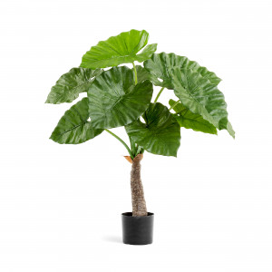 2000983229366 Алоказия Калидора 80 см COSMO RED