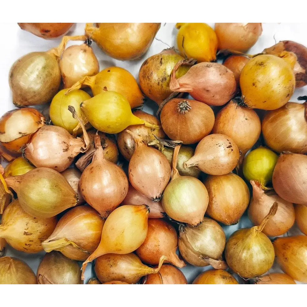 Лук севок Штуттгартер Ризен луковицы 0.25 кг Santreyd STLM-2161933