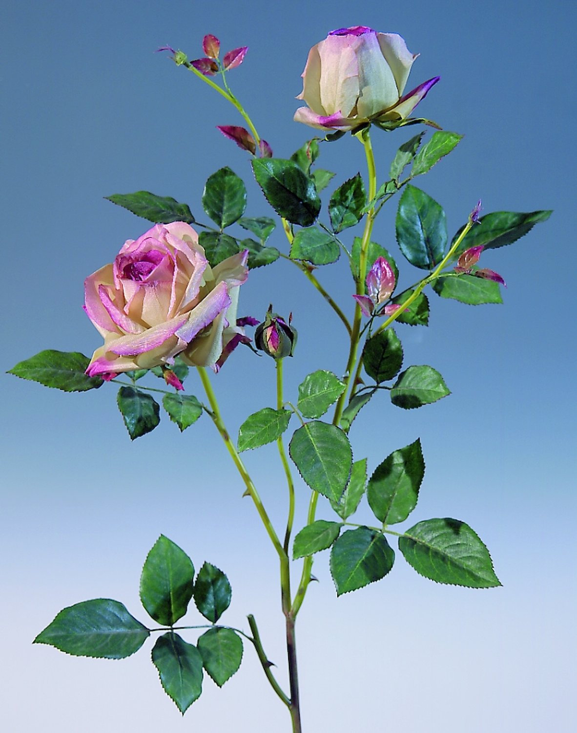 2543 508 a2 Шелковая роза, 1 цветок, 2 бутона, 110 см, розово-зеленая H-andreas  - Вид №1