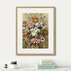 Литография на тонированной бумаге 52х42 см Art forms of nature №6, 1897г. КАРТИНЫ В КВАРТИРУ  264456 Белый;коричневый;разноцветный