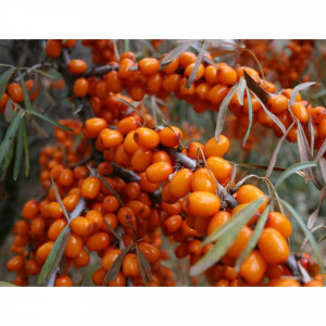 84301450 Облепиха Превосходная 1.5 года ø10 h40 см