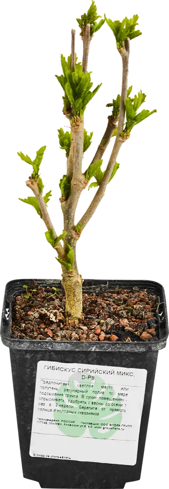 Гибискус сирийский Santreyd - роскошный цветущий кустарник для сада 87718516