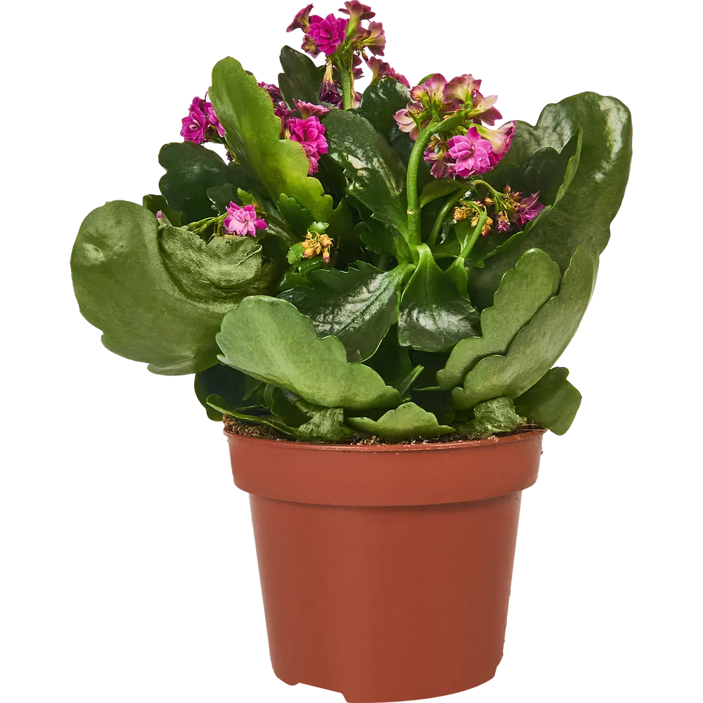 Каланхоэ Каландива Santreyd - цветущее украшение интерьера 85324983 STLM-0061540