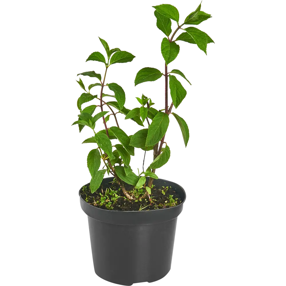 Гортензия метельчатая Строберри Блоссом ø15 h60 см 84831993 STLM-2131700 PLANTMARKET  - Вид №1
