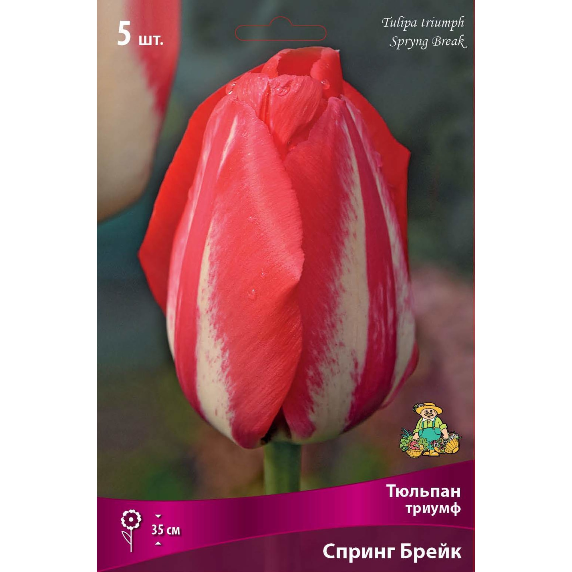 82662943 Тюльпан Триумф «Спринг Брейк» размер луковицы 12, 5 шт Santreyd 