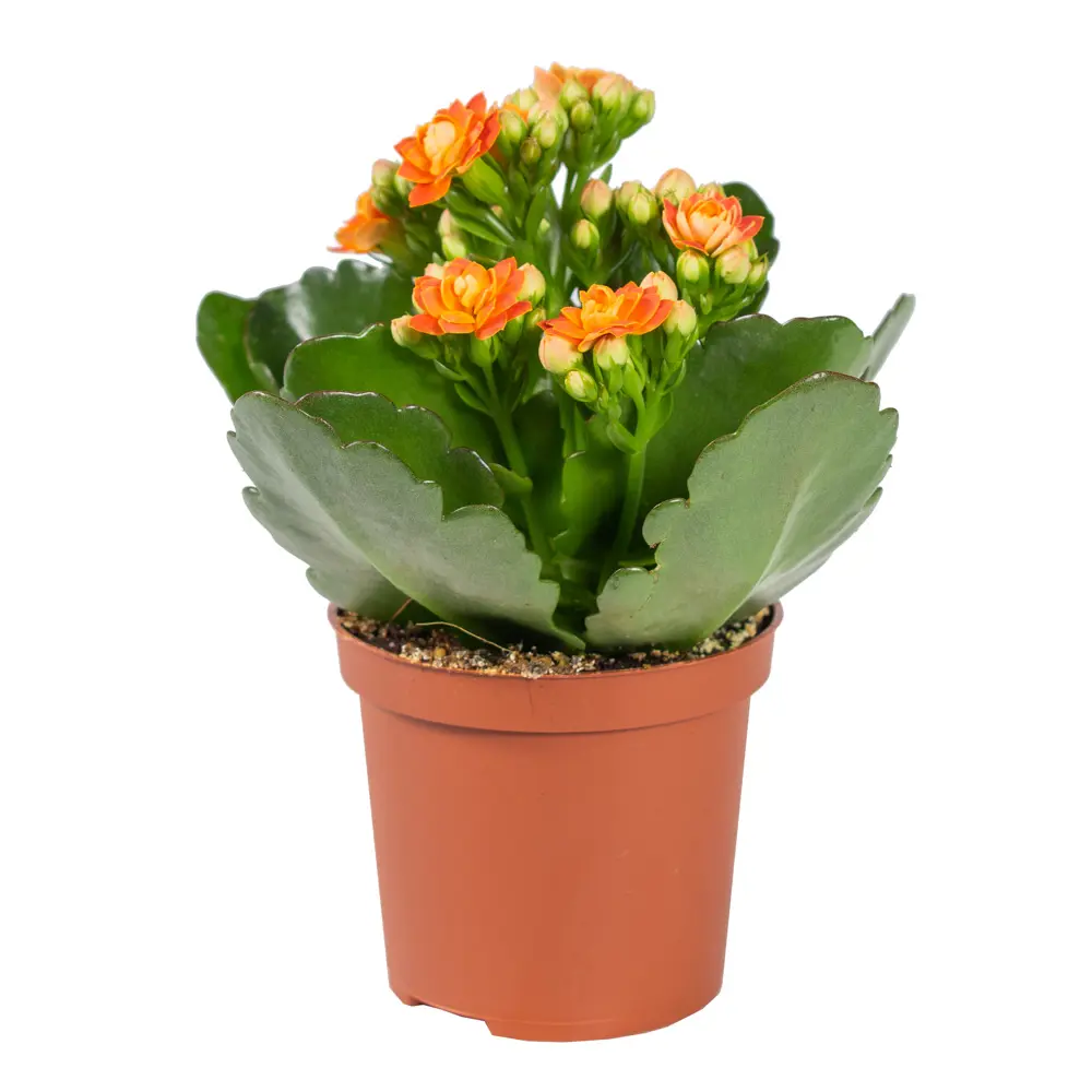 Каланхое Каландива мини Santreyd - цветущее украшение интерьера 85324984 STLM-0061541 - Вид №5