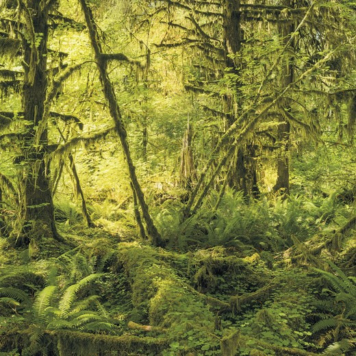 SH040-VD4-Ancient-World Фотообои Komar Stefan Hefele 2.5х4 м SH040VD4ANCIENTWORLD