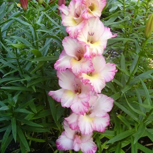 Гладиолус Geolia «Priscilla», 10х12 см