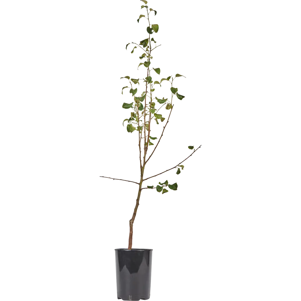 Груша Чижовского C5-C7 2 года PLANTMARKET STLM-2037512