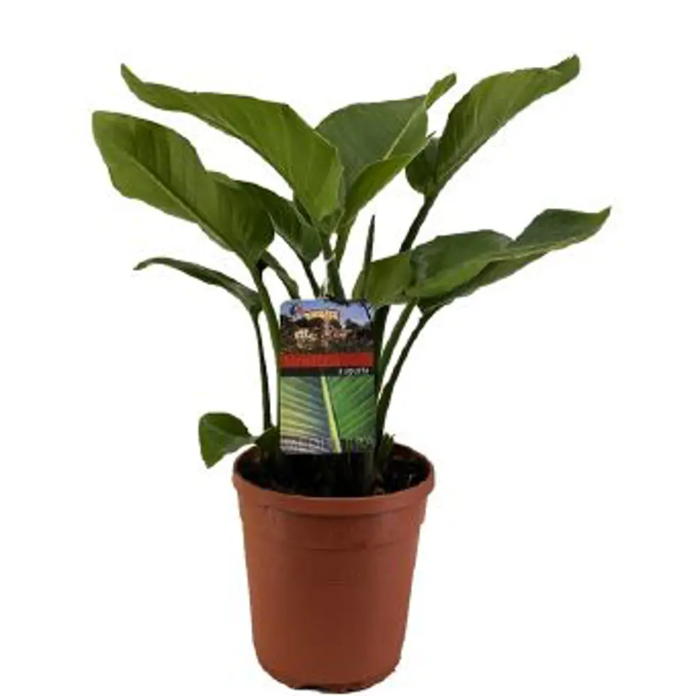 Santreyd Стрелиция Августейшая — экзотическое комнатное растение с крупной листвой 85062769 STLM-0058105