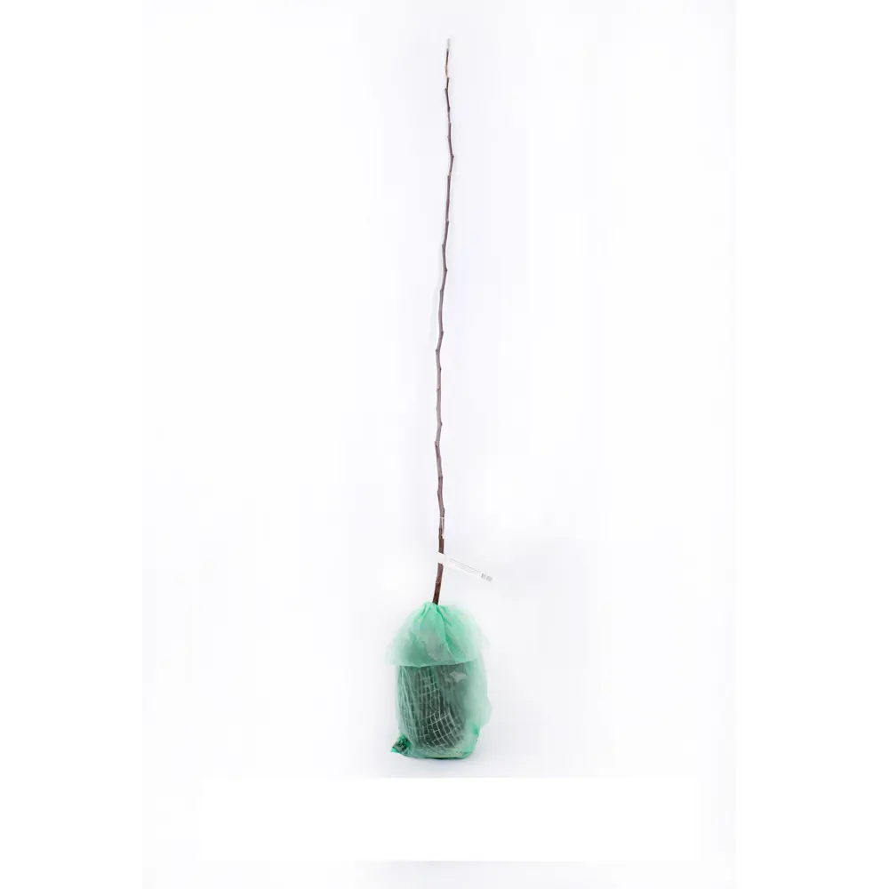 Яблоня Хоней крисп в тубе Поиск Инвест 83791293 STLM-2118543 Santreyd 