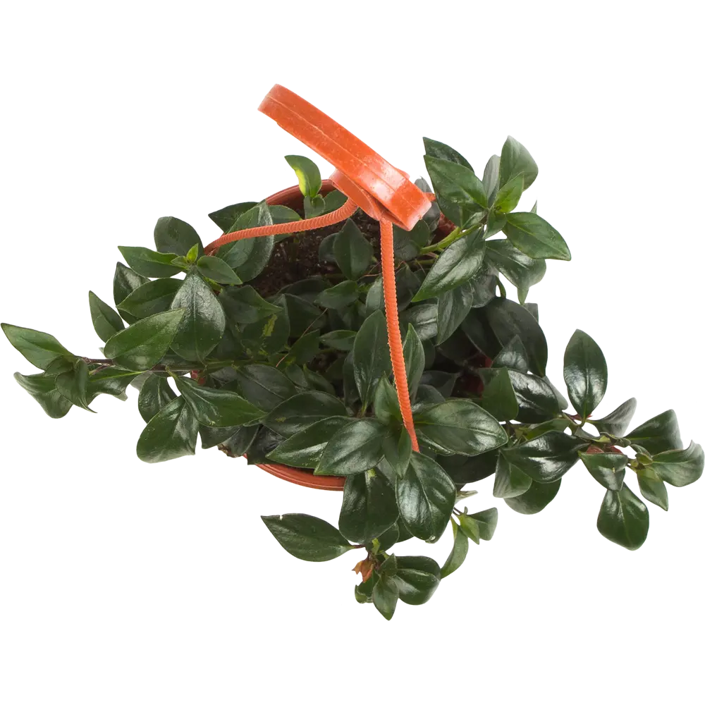 Гипоцирта Santreyd - цветущее украшение интерьера с декоративной листвой 82941544 STLM-0038227 - Вид №1