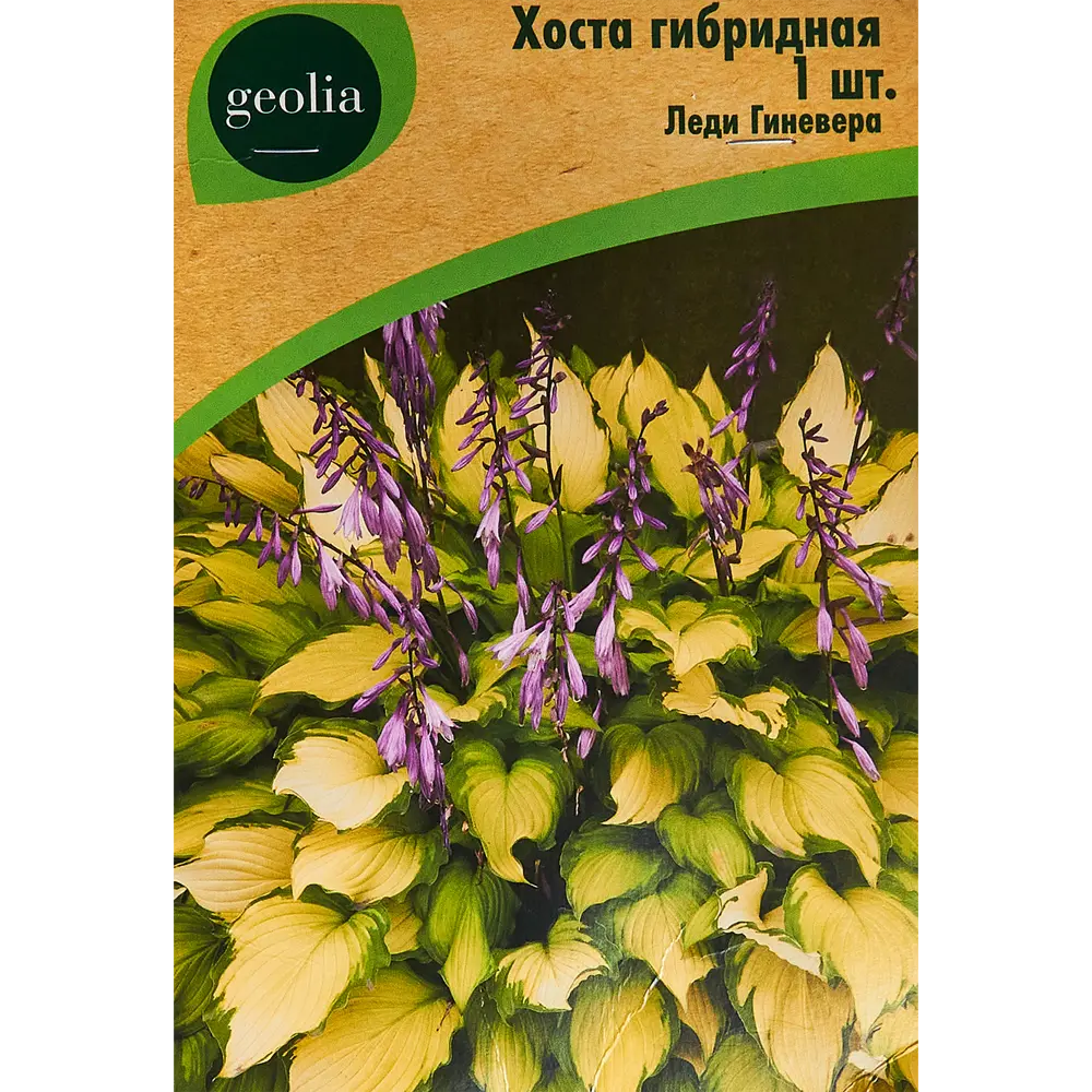 Хоста Geolia гибридная Леди Гиневера 86408588 STLM-2119959 