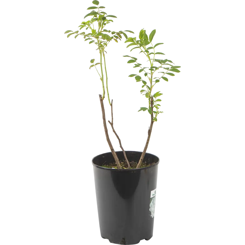 Роза канадская «Луиза Багнет» 19x55 см 82625095 STLM-2065582 PLANTMARKET 