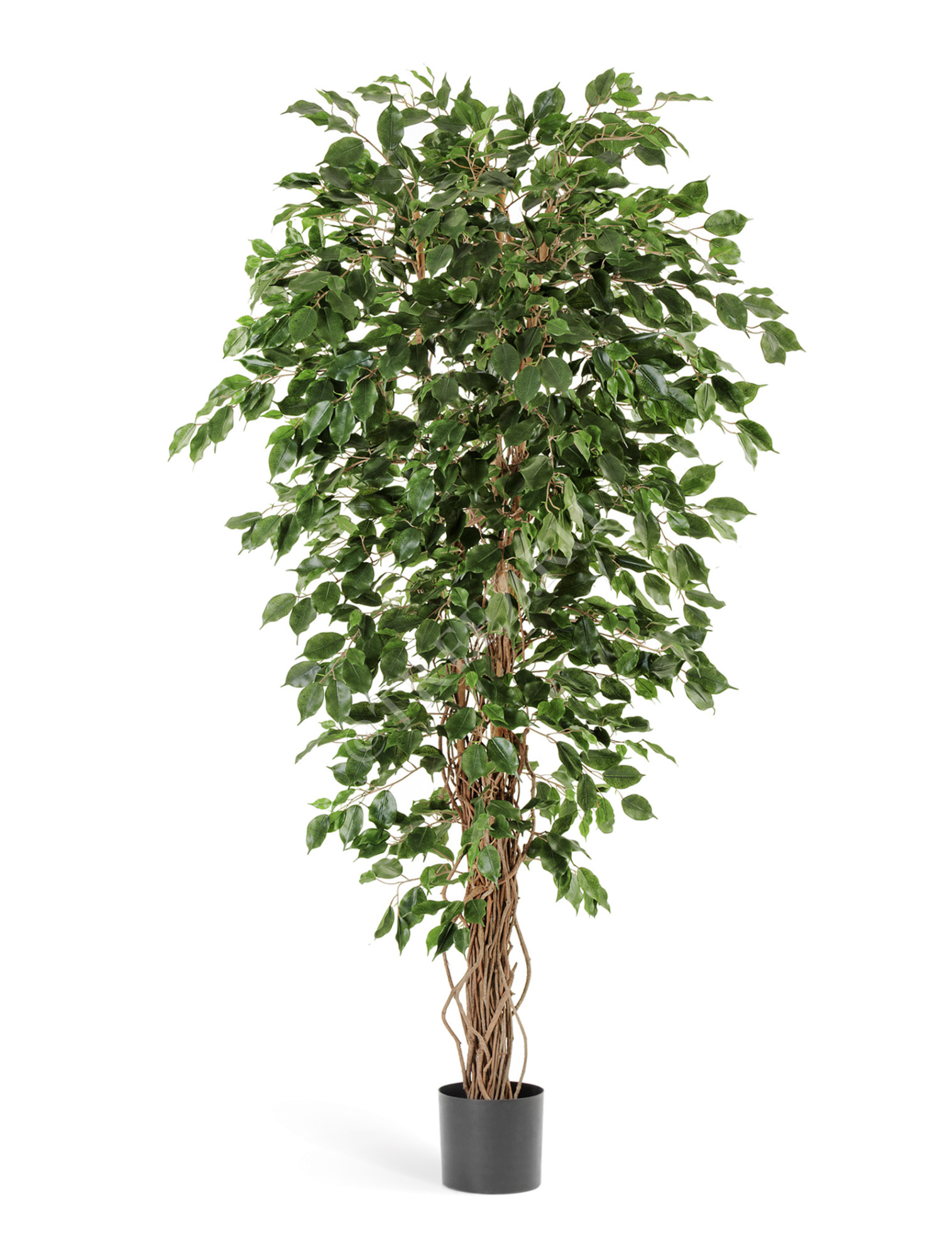 10.30607N Фикус Бенджамина Лиана Цветочная коллекция 