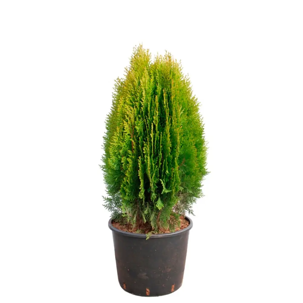 Плосковеточник Ауреа Нана ø11 h20 - 22 см 87691156 STLM-2156100 PLANTMARKET 