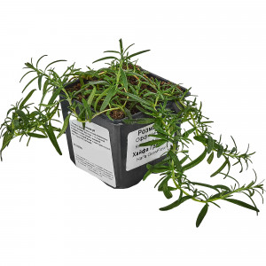 83248599 Розмарин ø9 h15 см