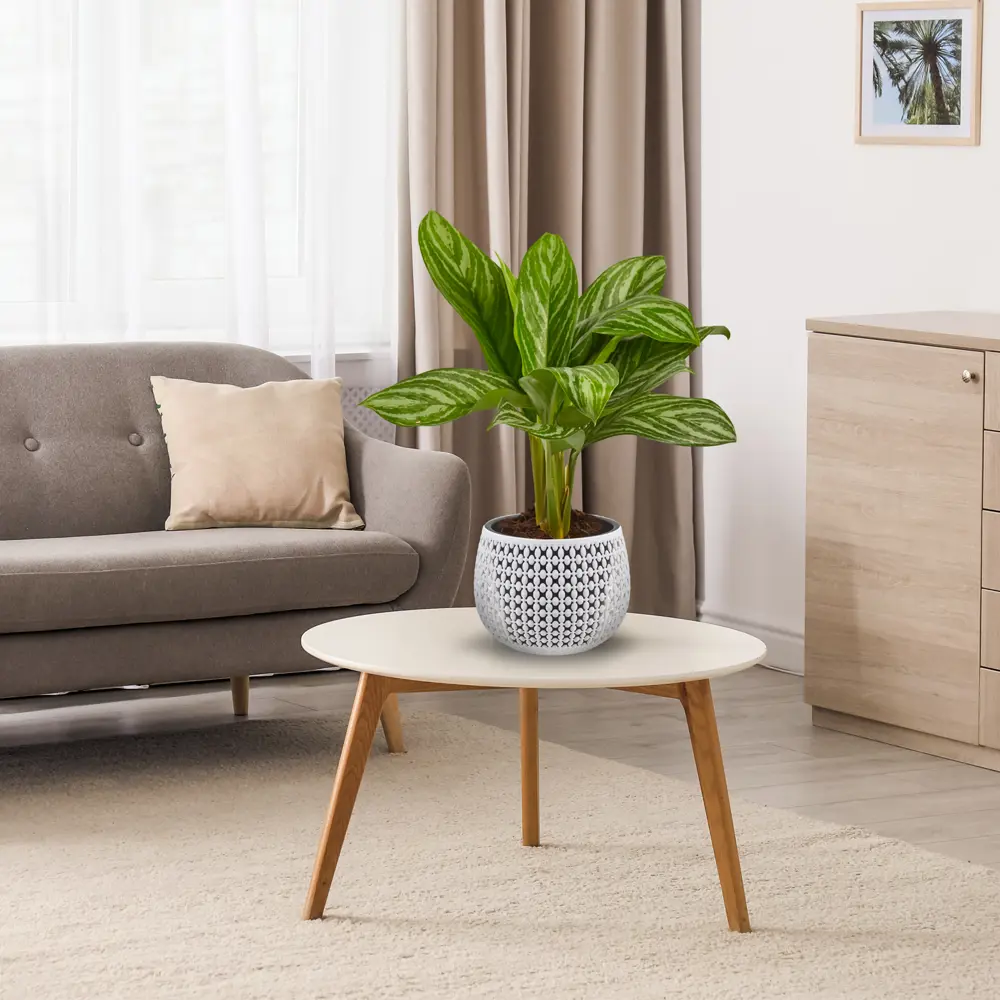 Santreyd Аглаонема - вечнозеленое украшение интерьера 82399613 STLM-0026482 - Вид №3