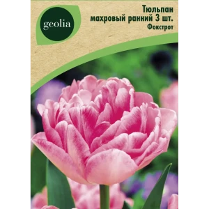 Тюльпан махровый ранний Фокстрот 3 шт. 88663181 STLM-2198361