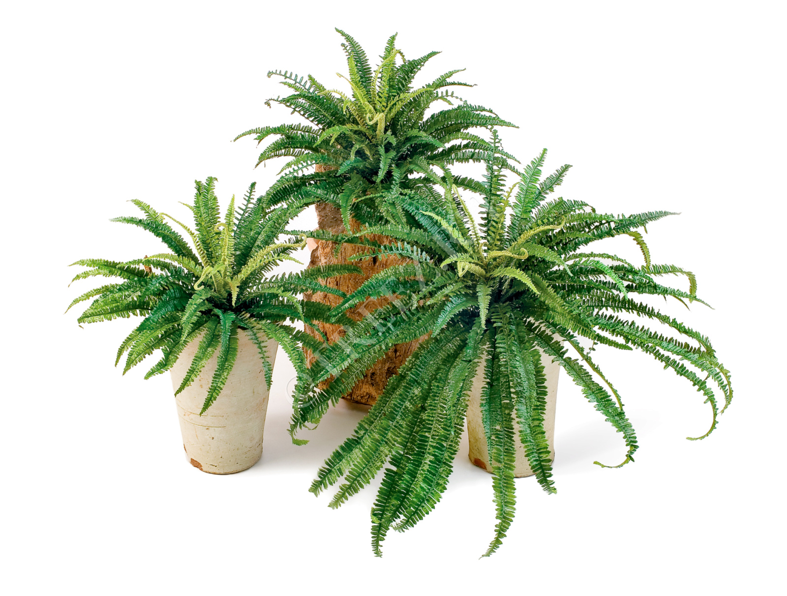 20.1317N Папоротник лесной Цветочная коллекция  - Вид №3