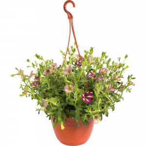 82649996 Петуния в кашпо 21 см