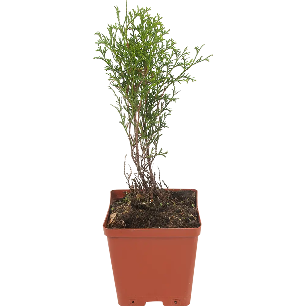 Туя западная «Хозери» 15x30 см 82596819 STLM-2025315 Santreyd 