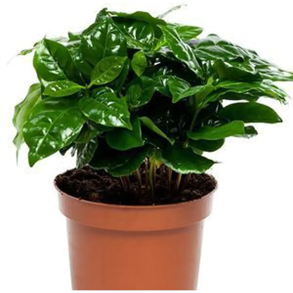 Кофе arabica 12х30 см 11820493 STLM-2145365 Santreyd 