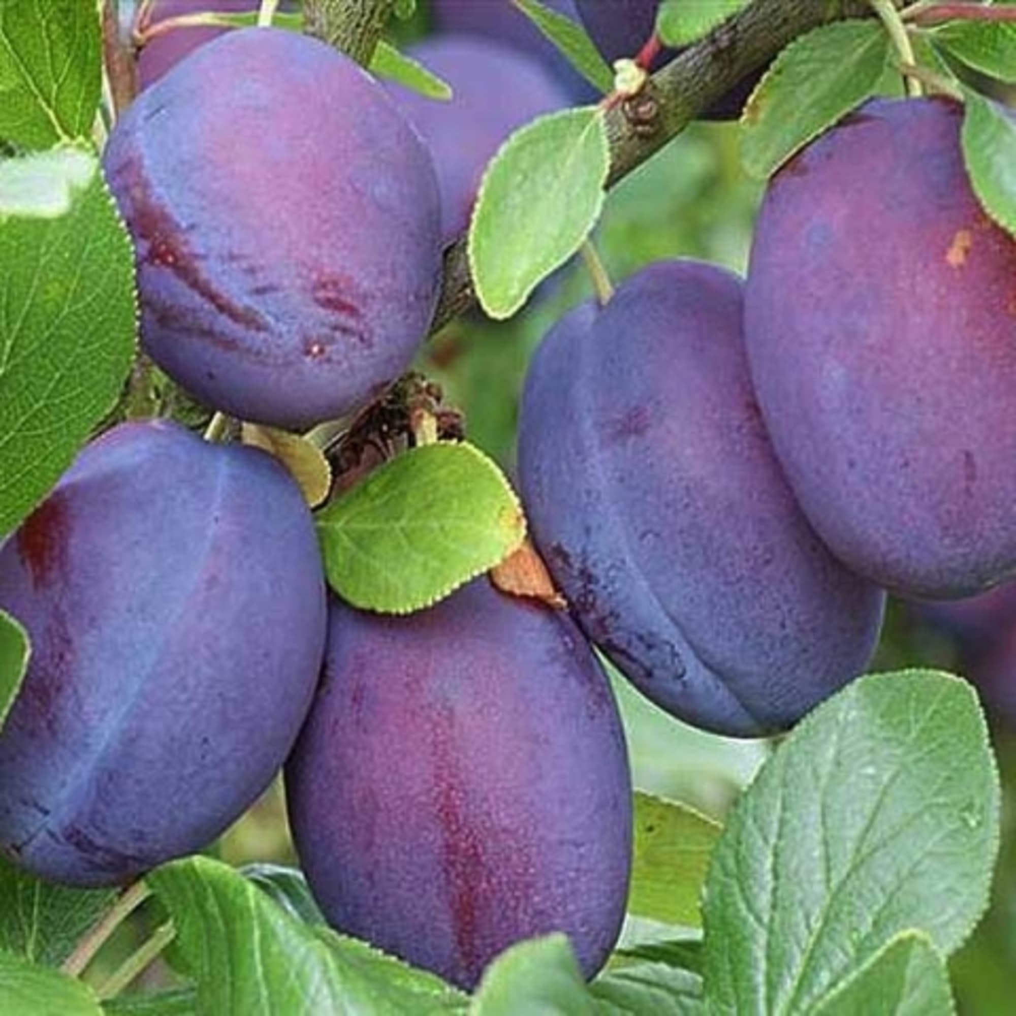 82601724 Слива домашняя синий дар 3-5л/100-180 Santreyd 