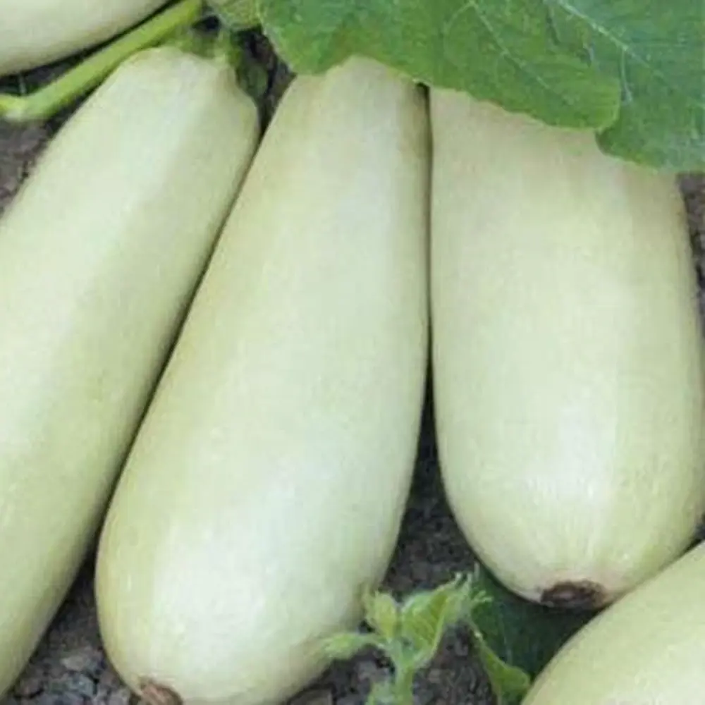 Семена кабачка Ролик от AGRONI - компактный сорт для богатого урожая 17251050