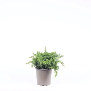 Можжевельник Прокумбенс Нана - хвойный многолетник для сада 89439883