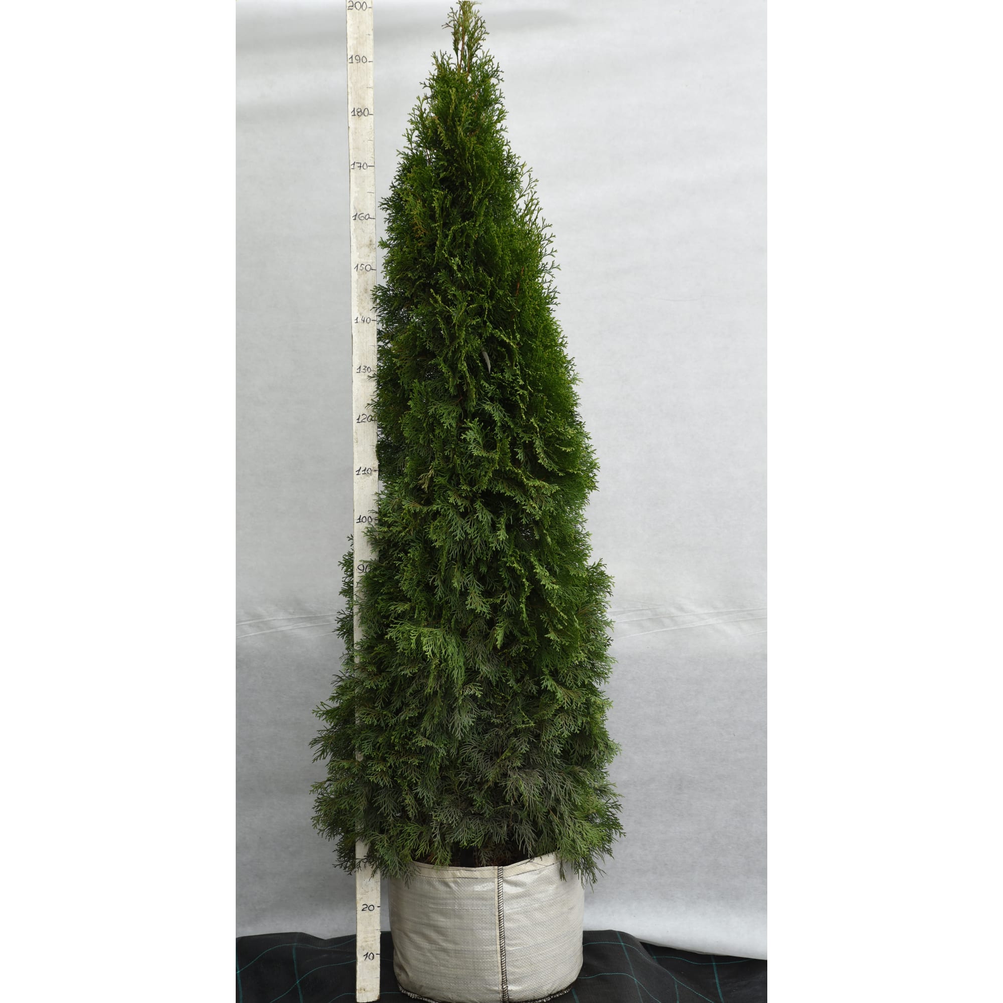 82676771 Туя западная «Смарагд» 60x160-180 см Santreyd 